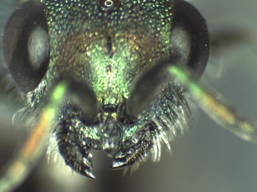 Réf. 315 394 : Chrysura radians